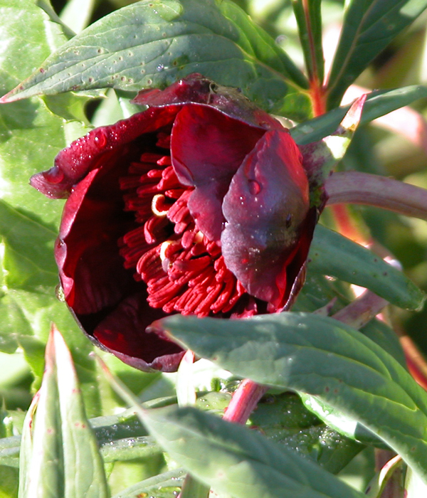 Peonia Delavay a fiore rosso () | Centro Botanico Moutan